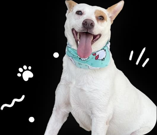 Cachorro feliz para parceria