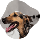 Pets recebendo banho e higiene