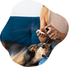 Pets recebendo medicação