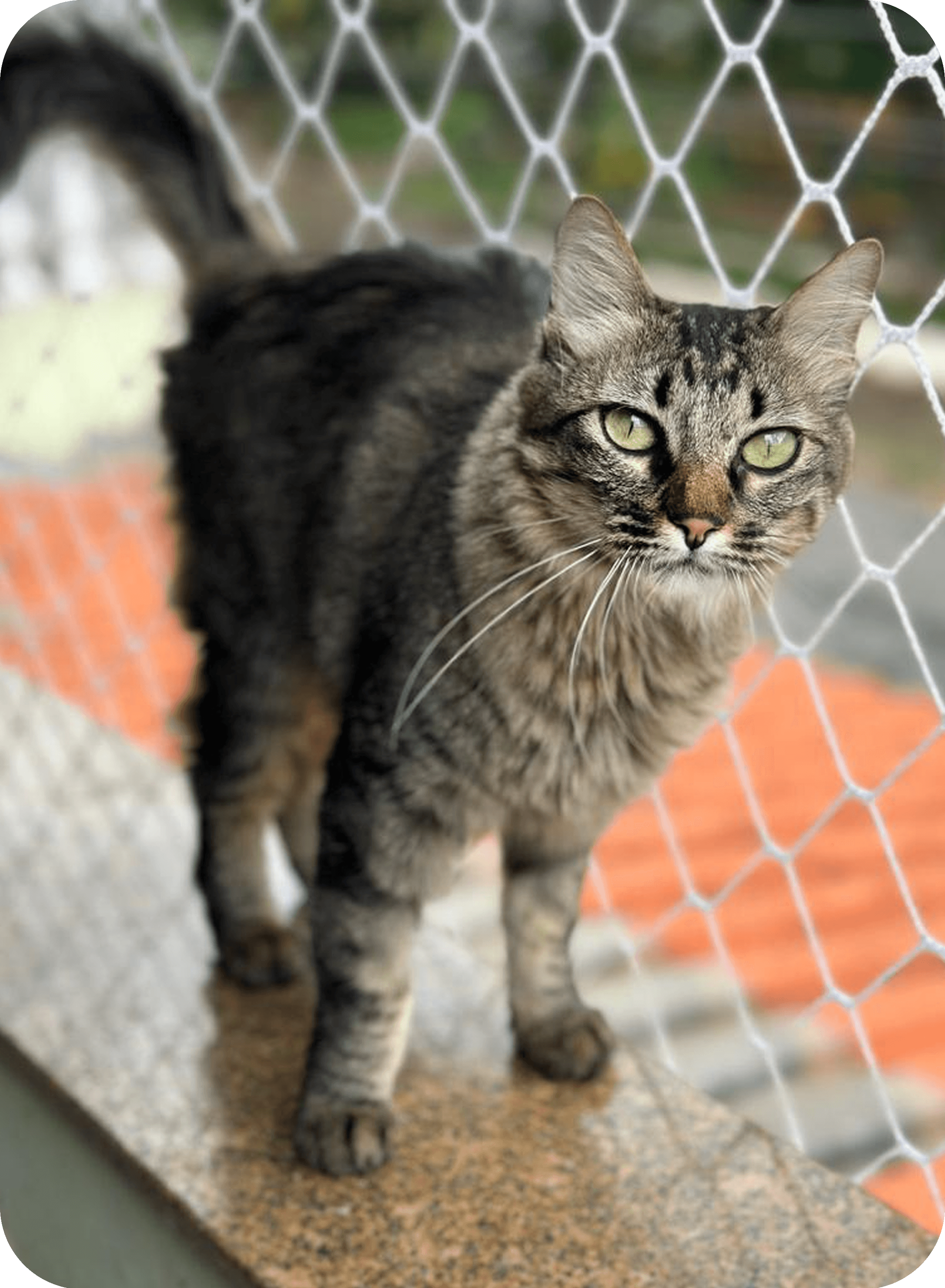 Gato resgatado olhando através de uma cerca
